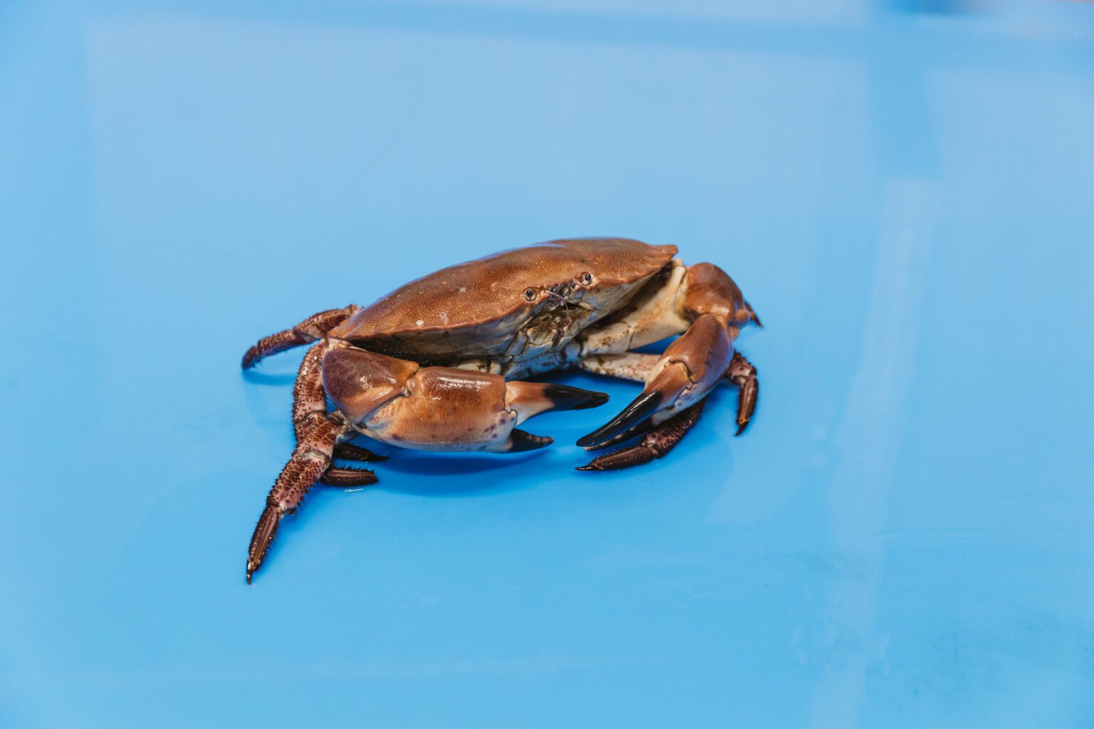 Noordzeekrab close-up